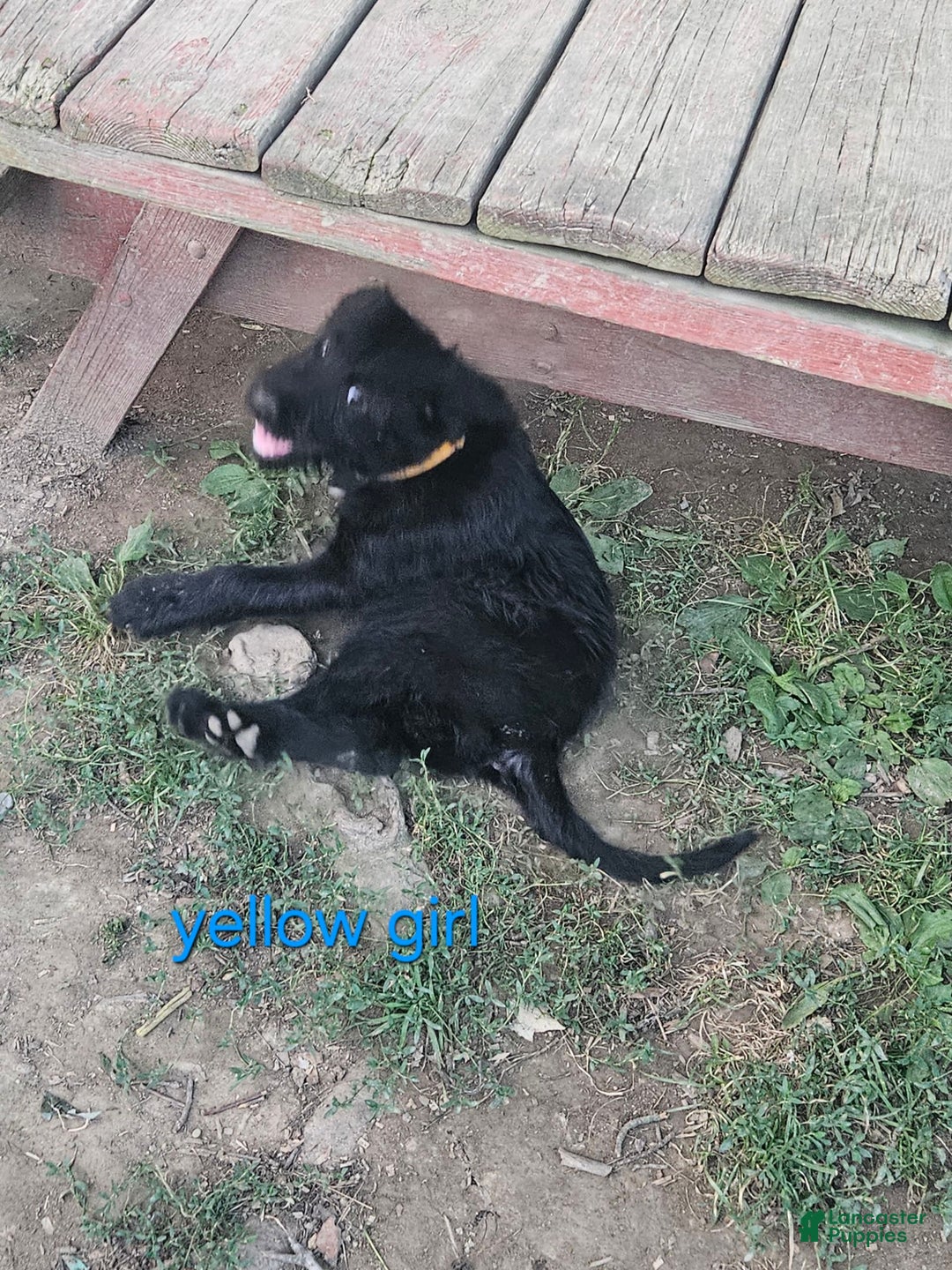 Belgian Malinois dogs for sale: Girl 3 - Image 2