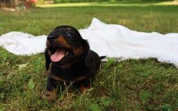 Miniature Dachshund dogs for sale: Milo - Image 7