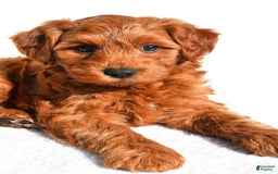  dogs for sale: Asher - Image 5