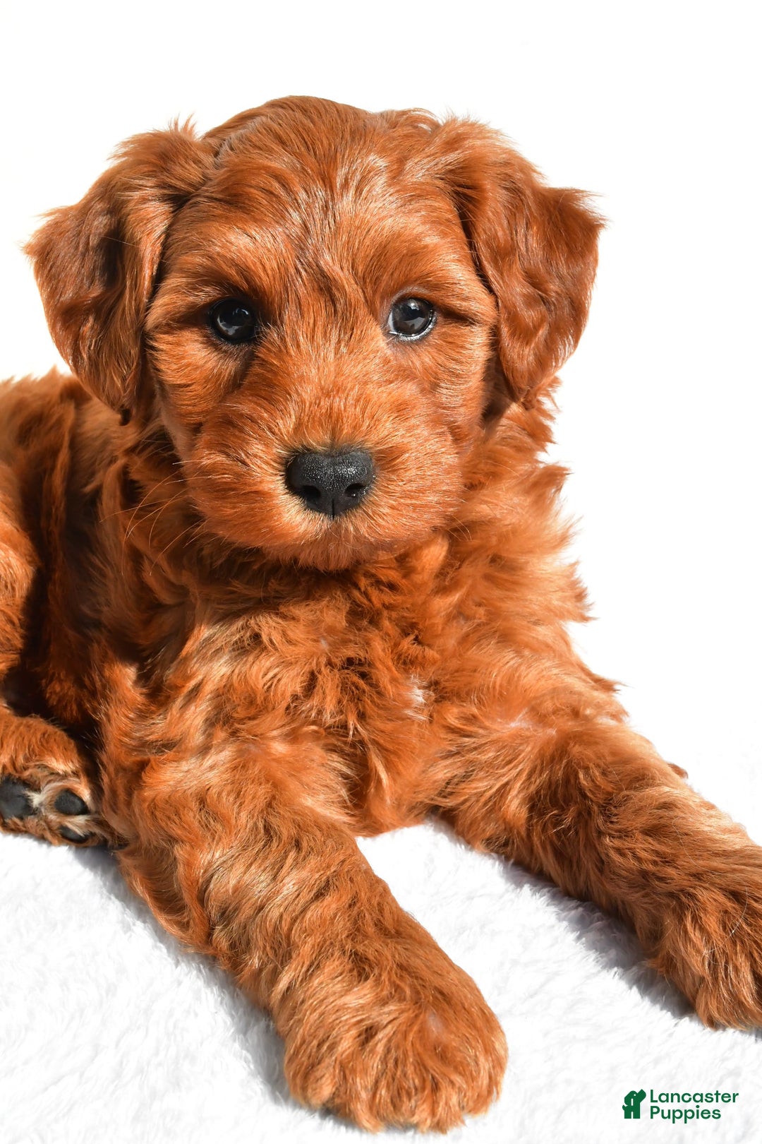  dogs for sale: Asher - Image 5