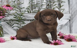 Labrador Retriever dogs for sale: Darcy - Image 2