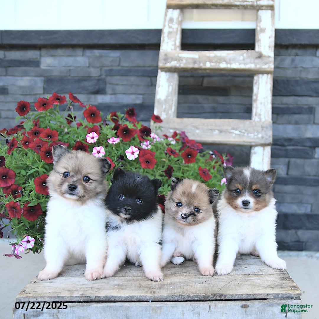Pomeranian dogs for sale: Donna EXTRA SMALL - Image 4