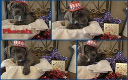 Cane Corso dogs for sale: Cane Corso 11 puppies - Image 2