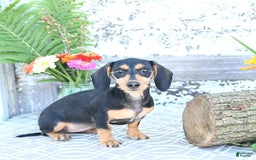 Miniature Dachshund dogs for sale: Cola - Image 3