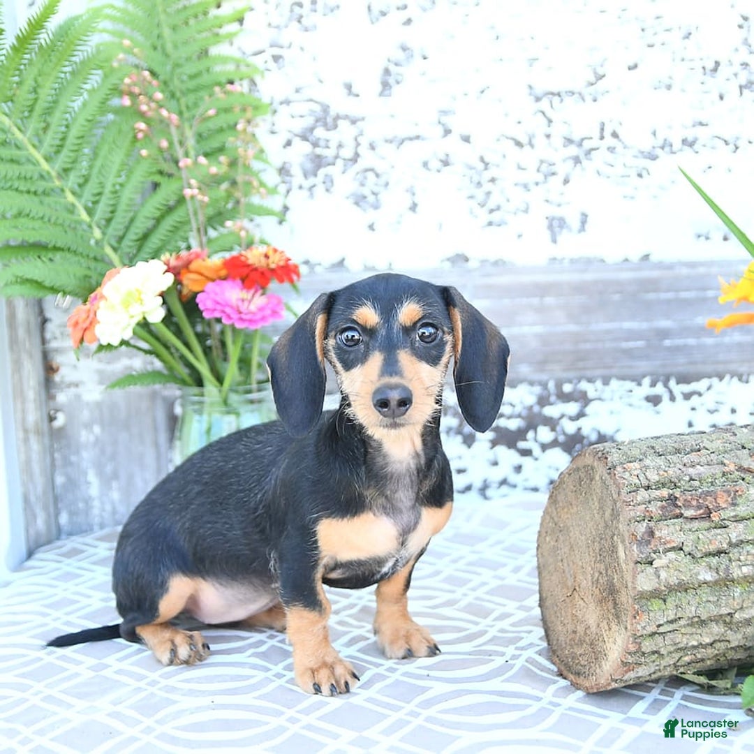 Miniature Dachshund dogs for sale: Cola - Image 3