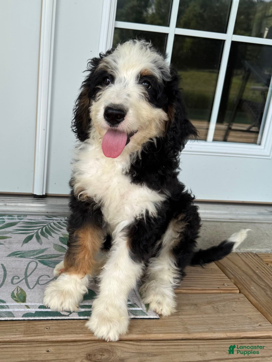 Bernedoodle dogs for sale: Honey - Image 2