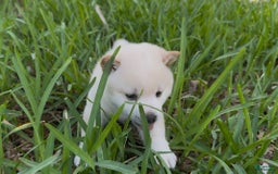 Shiba Inu dogs for sale: Yuki - Image 12