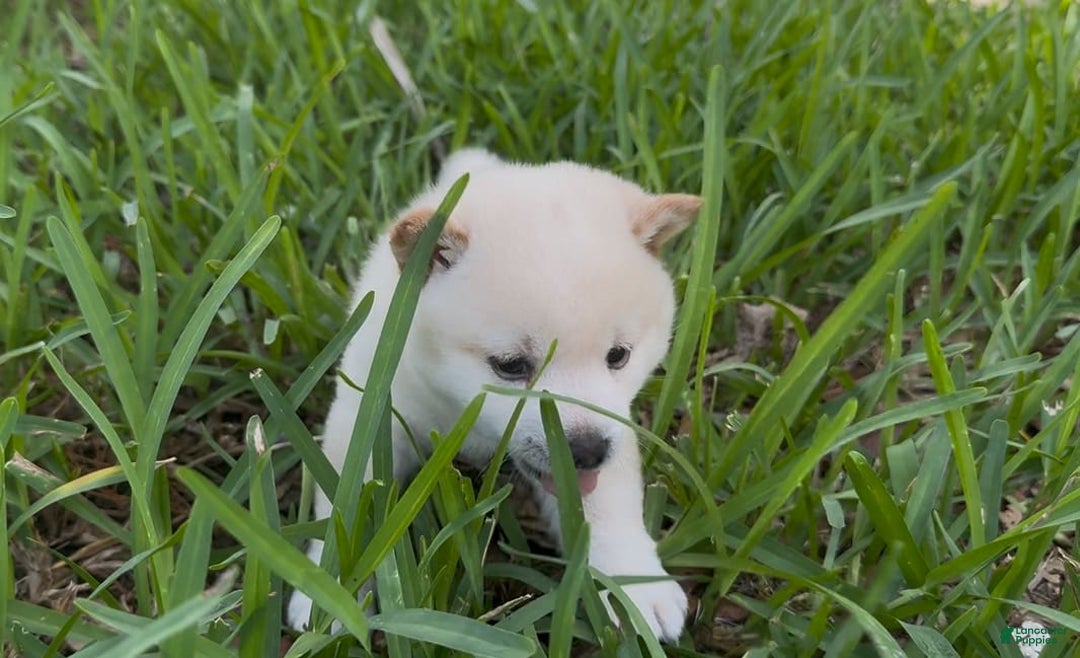 Shiba Inu dogs for sale: Yuki - Image 12