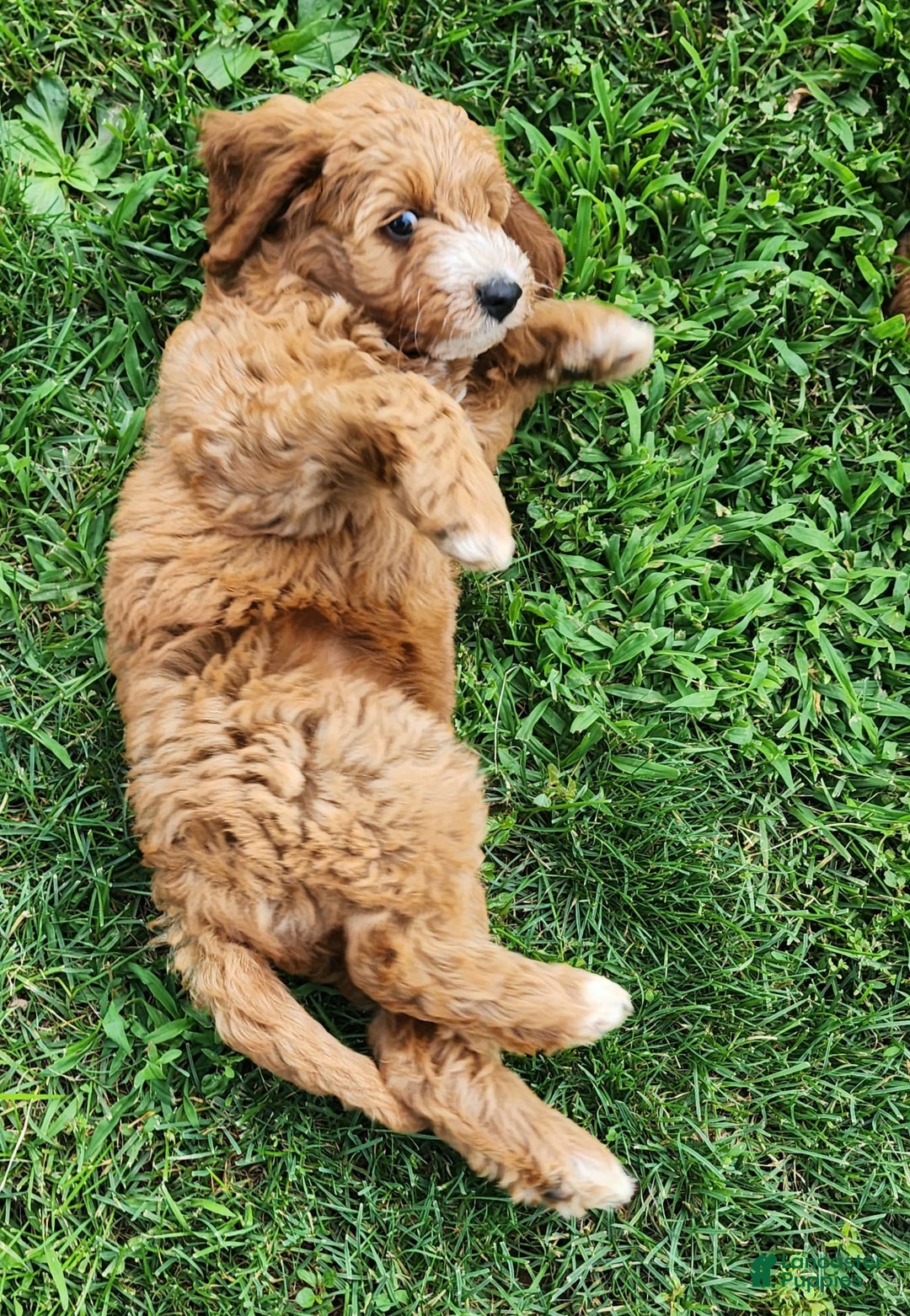 Irish Doodle dogs for sale: Celeste-mini Irish Doodle - Image 14