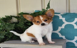 Papillon dogs for sale: Bailey - Image 7