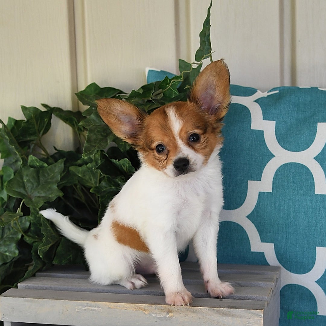 Papillon dogs for sale: Bailey - Image 7