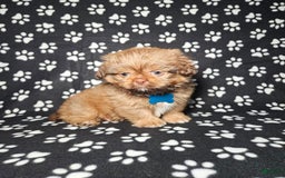 Shih Tzu dogs for sale: Dexter - Image 11