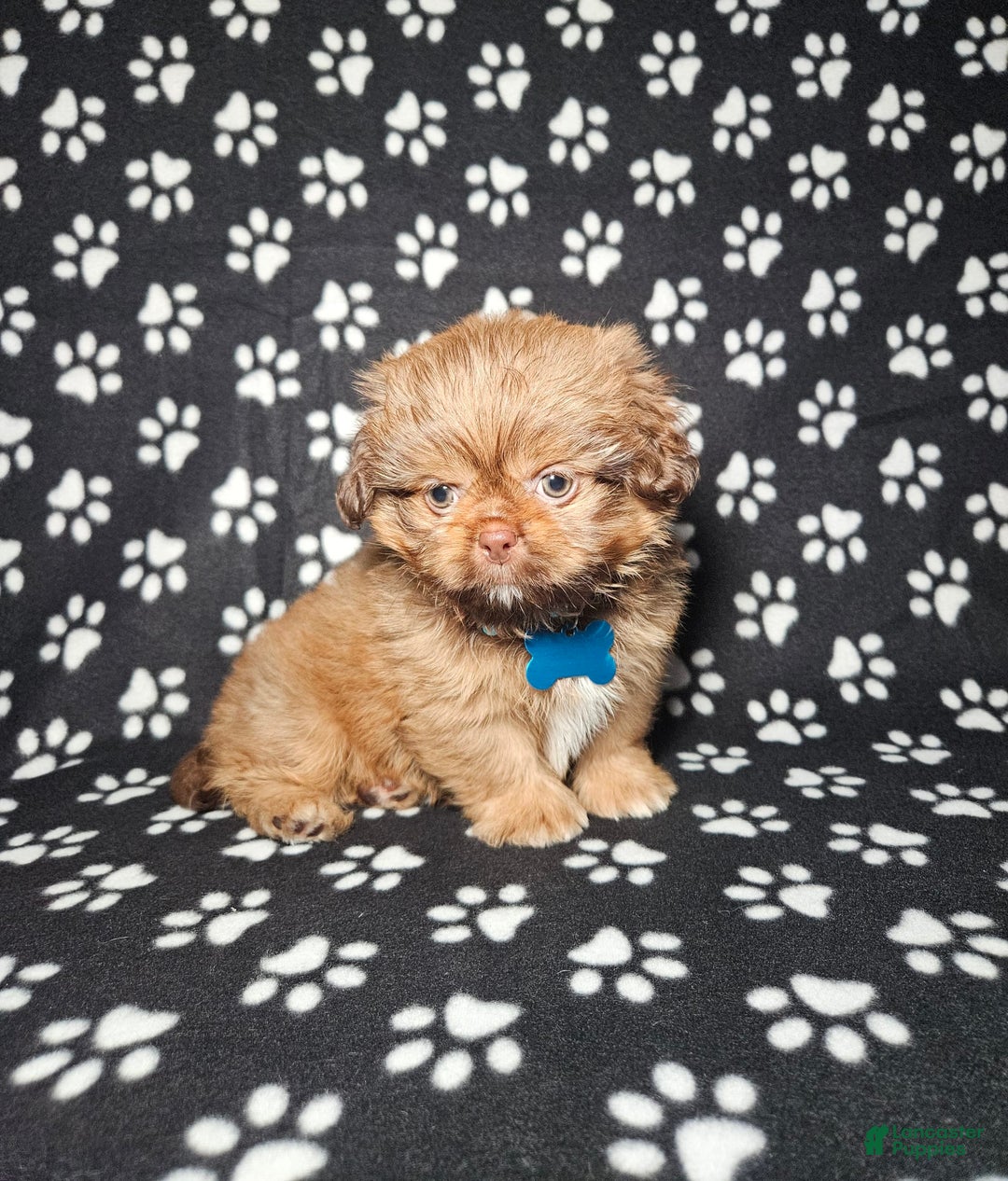 Shih Tzu dogs for sale: Dexter - Image 11
