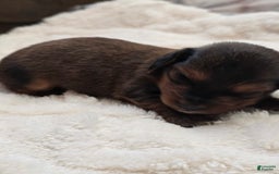Dachshund dogs for sale: Thor - Image 2