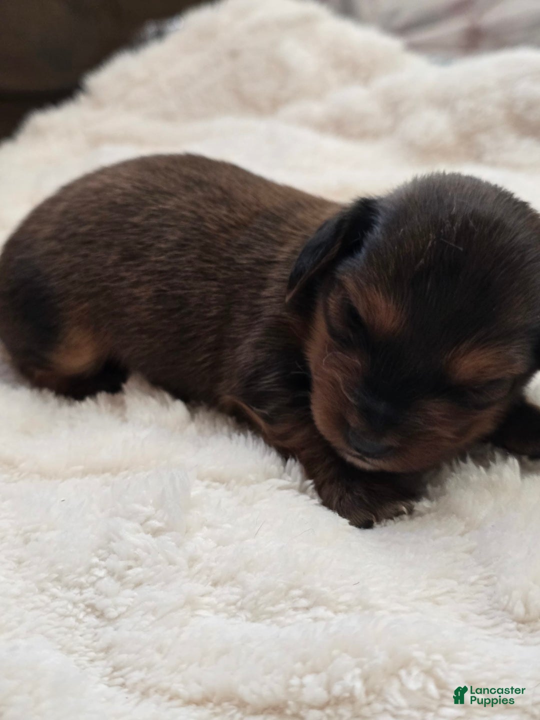 Dachshund dogs for sale: Thor - Image 2