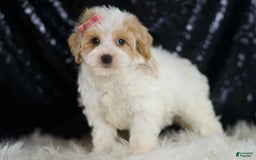 Maltipoo dogs for sale: Aurora - Image 1