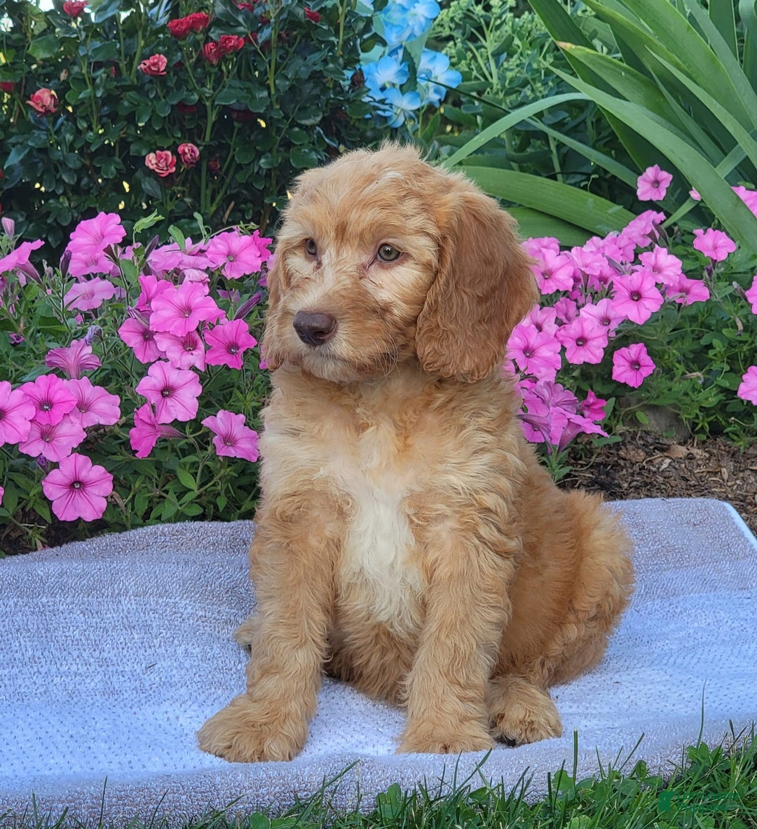 Goldendoodle dogs for sale: Rocky - Image 5