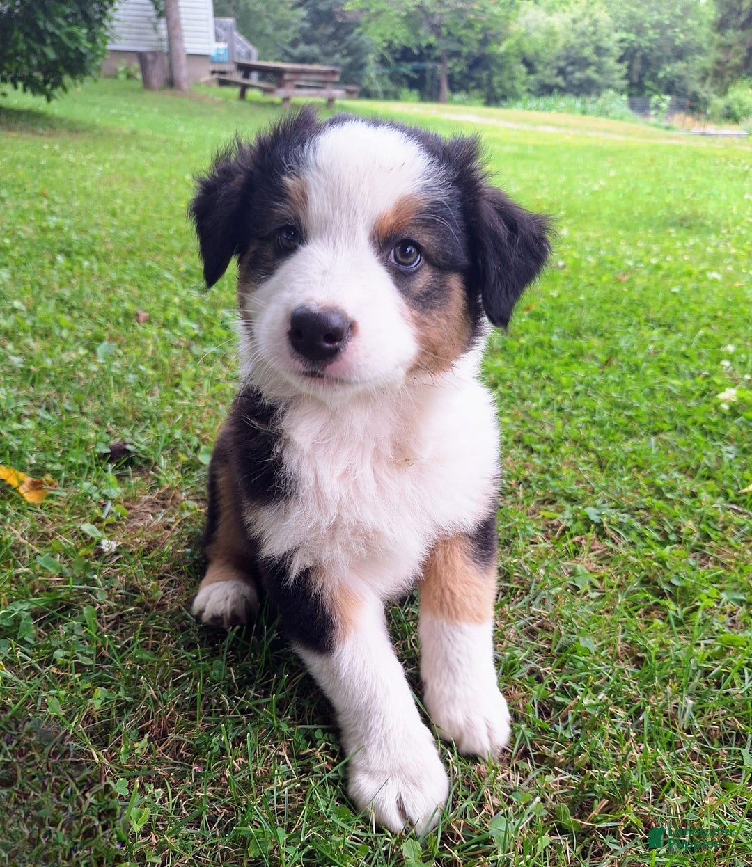 Australian Shepherd dogs for sale: Elliot - Image 8