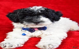 Miniature Poodle dogs for sale: Logan - Image 8