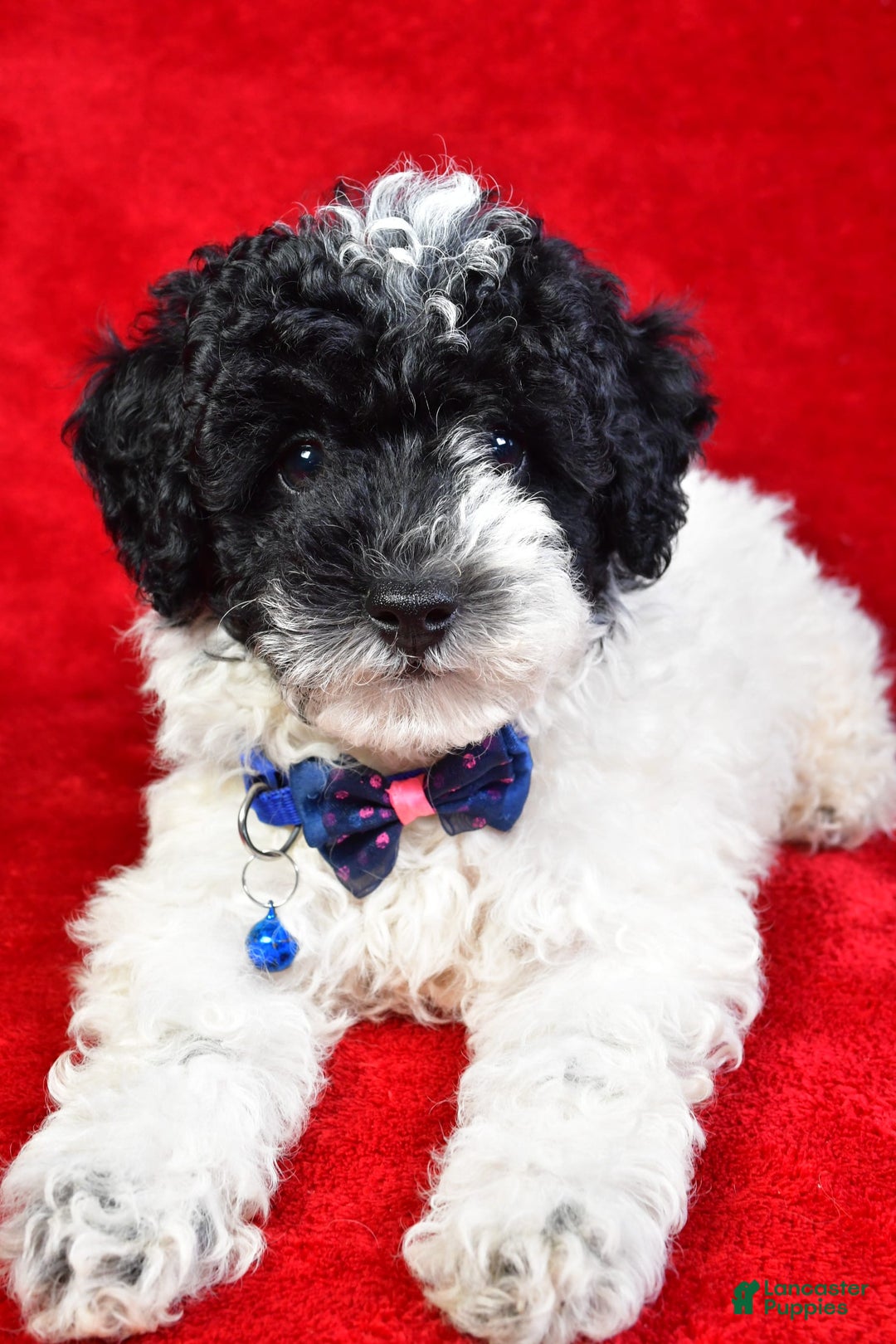 Miniature Poodle dogs for sale: Logan - Image 8