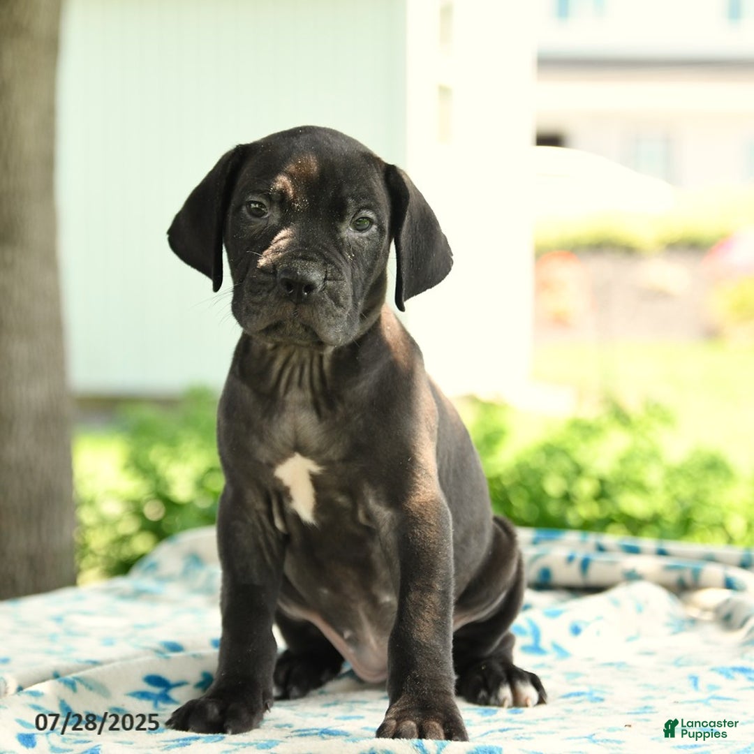 Cane Corso dogs for sale: Hanna - Image 2