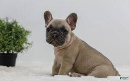 French Bulldog dogs for sale: French Bulldog 5 puppies - Image 21