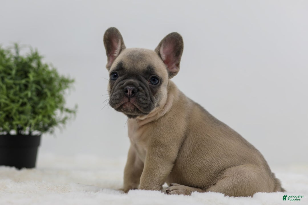 French Bulldog dogs for sale: French Bulldog 5 puppies - Image 21