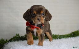 Beaglier dogs for sale: Wrangler - Image 1