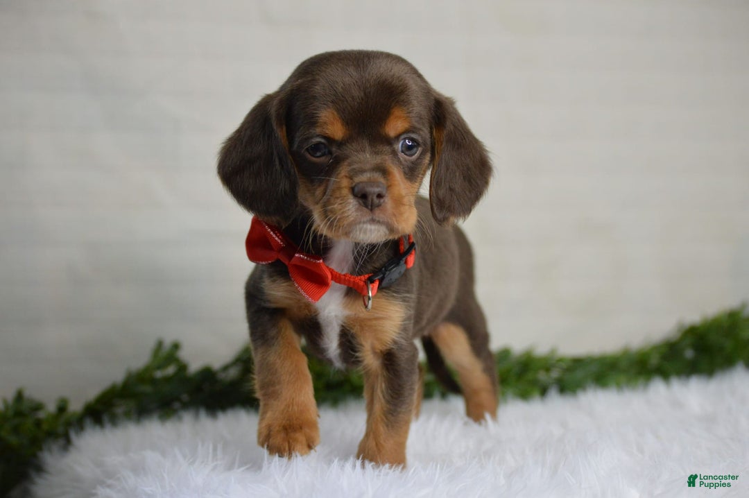Beaglier dogs for sale: Wrangler - Image 1