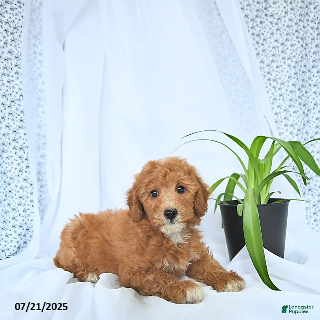 Mini Goldendoodle dogs for sale: Mason - Image 2