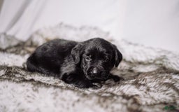 Goldador dogs for sale: Tan - Image 7