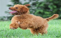 Goldendoodle dogs for sale: Ashley - Image 12
