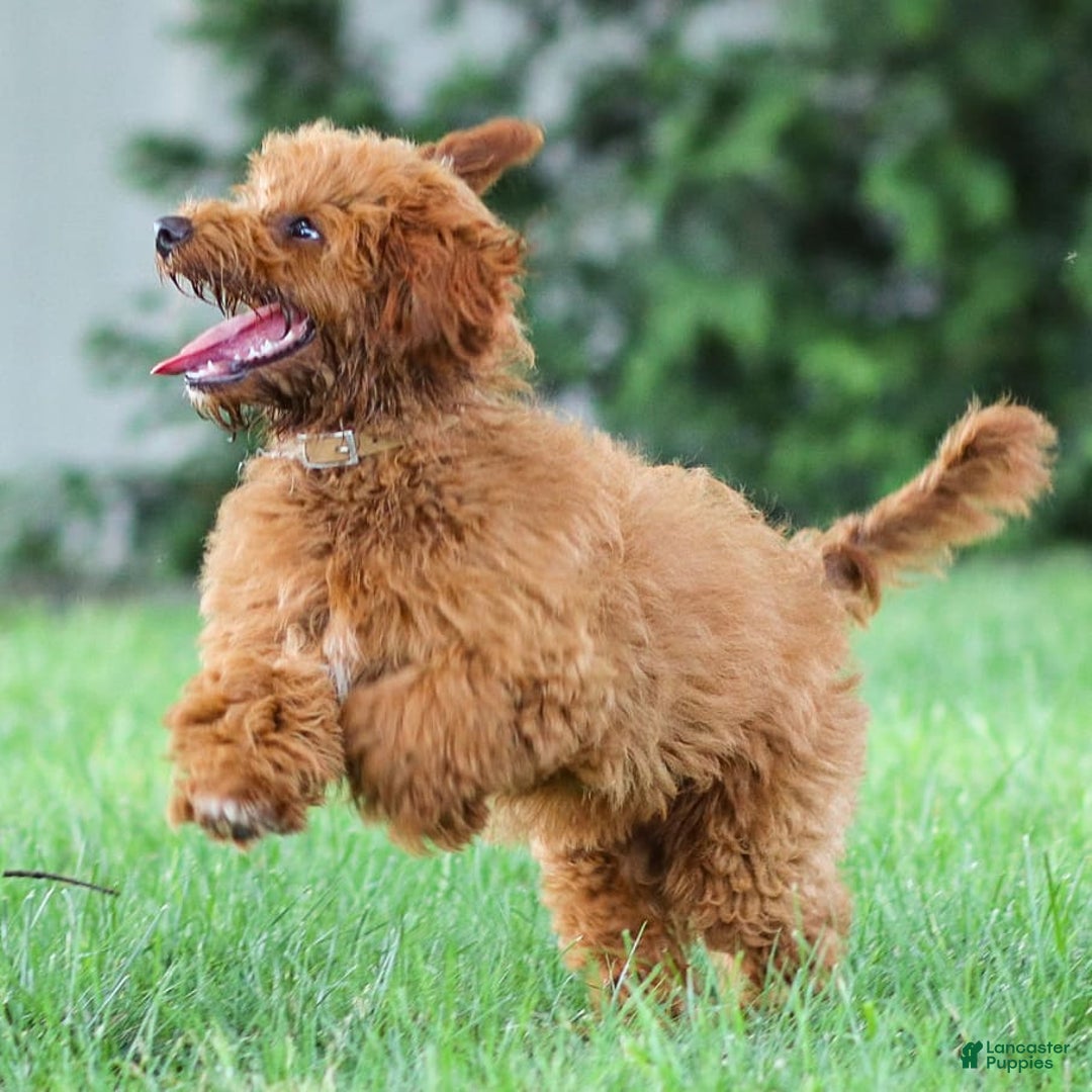 Goldendoodle dogs for sale: Ashley - Image 12