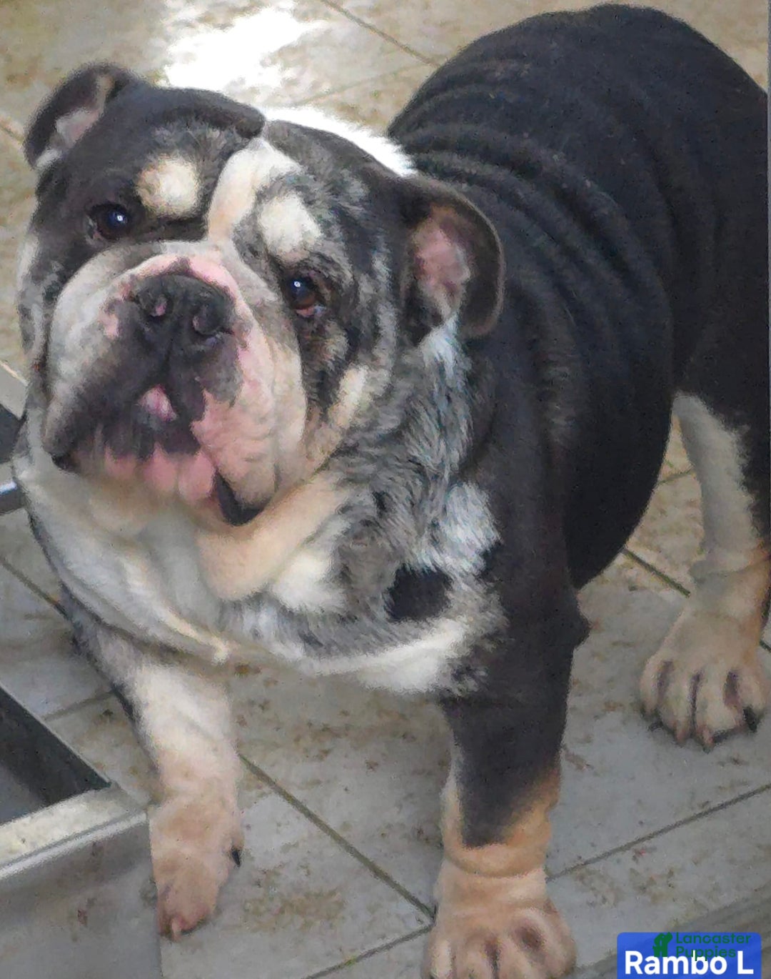 English Bulldog dogs for sale: Caroline - Image 9