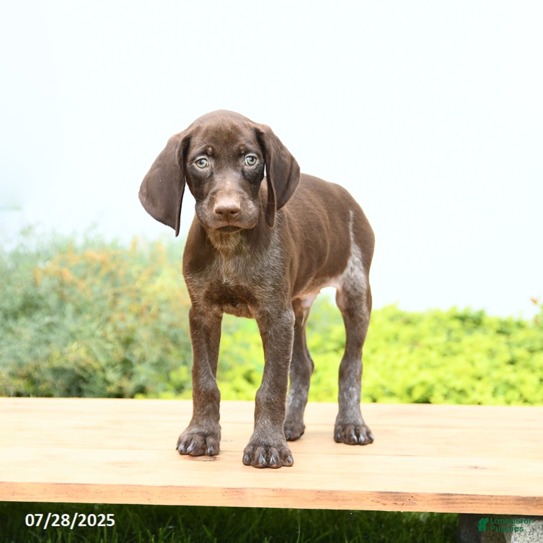German Shorthaired Pointer dogs for sale: Jupiter - Image 3