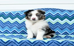 Miniature Australian Shepherd dogs for sale: Blue Boy - Image 1