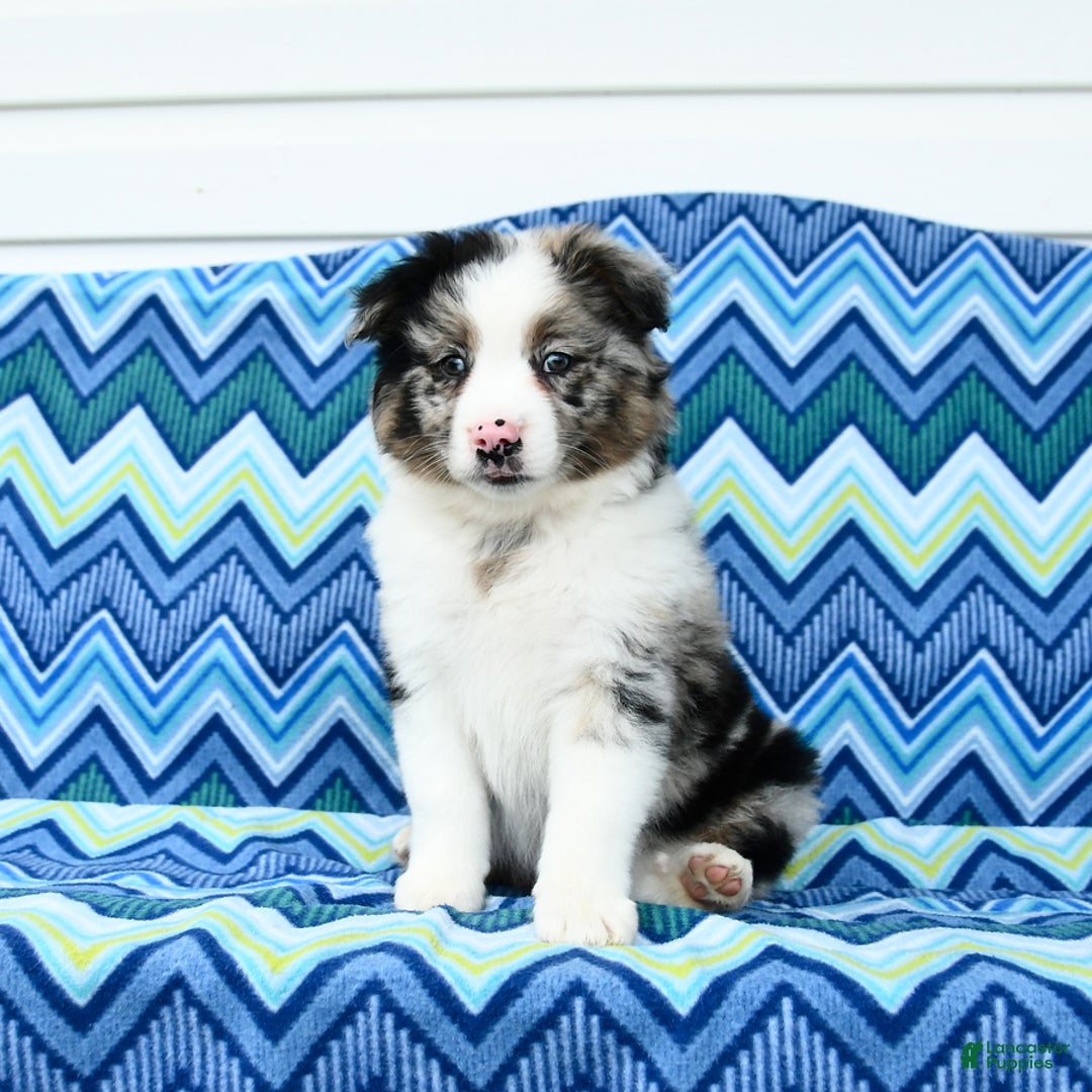 Miniature Australian Shepherd dogs for sale: Blue Boy - Image 1