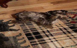 Miniature Schnauzer dogs for sale: Chocolate Chip - Image 3
