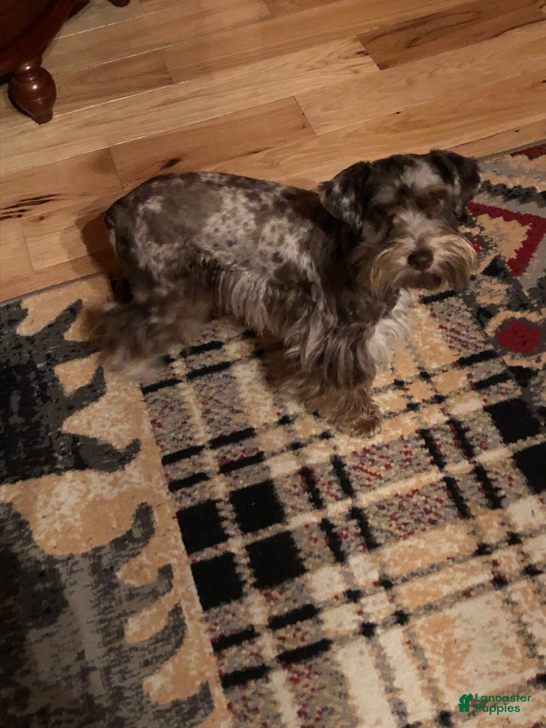 Miniature Schnauzer dogs for sale: Chocolate Chip - Image 3