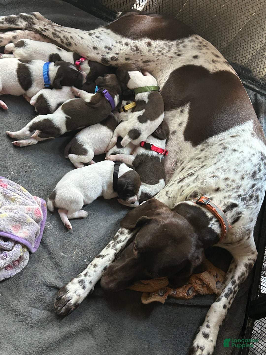 German Shorthaired Pointer dogs for sale: Black - Image 2