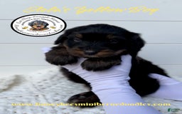 Mini Bernedoodle dogs for sale: Aelas Yellow Boy - Image 12