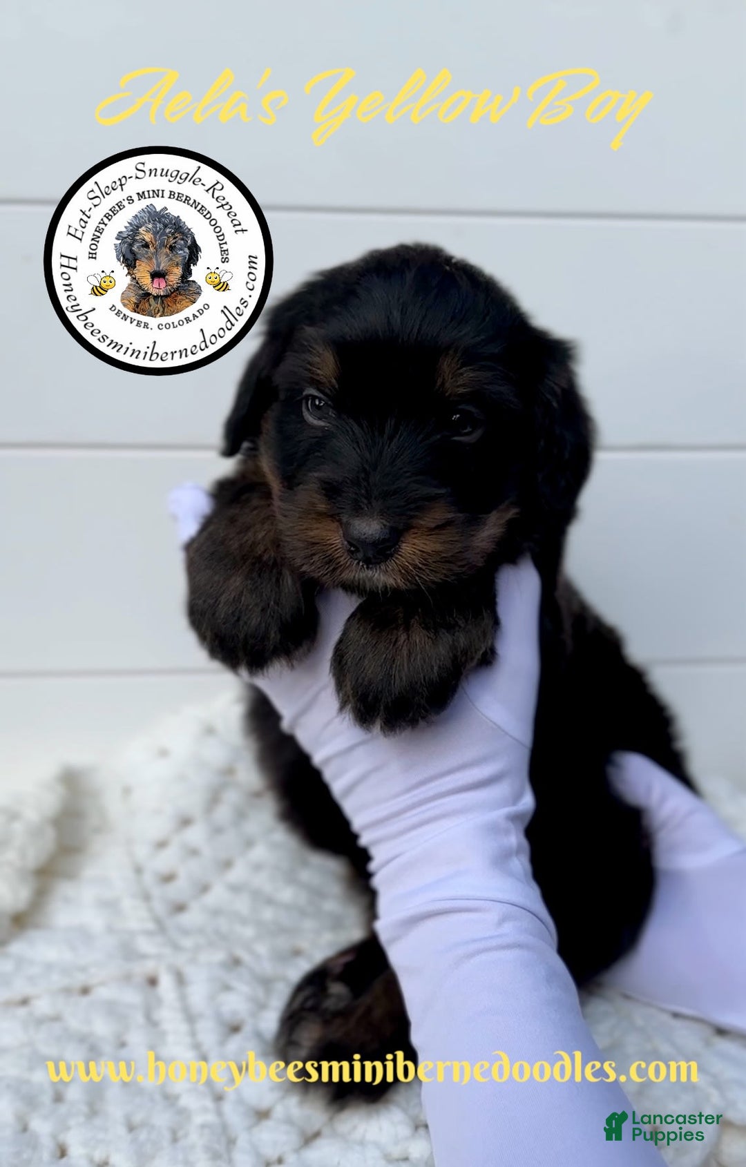Mini Bernedoodle dogs for sale: Aelas Yellow Boy - Image 12