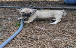 American Bully dogs for sale: China - Image 4
