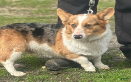Welsh Corgi Pembroke dogs for sale: Carley - Image 5