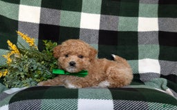 Maltipoo dogs for sale: Daine - Image 5