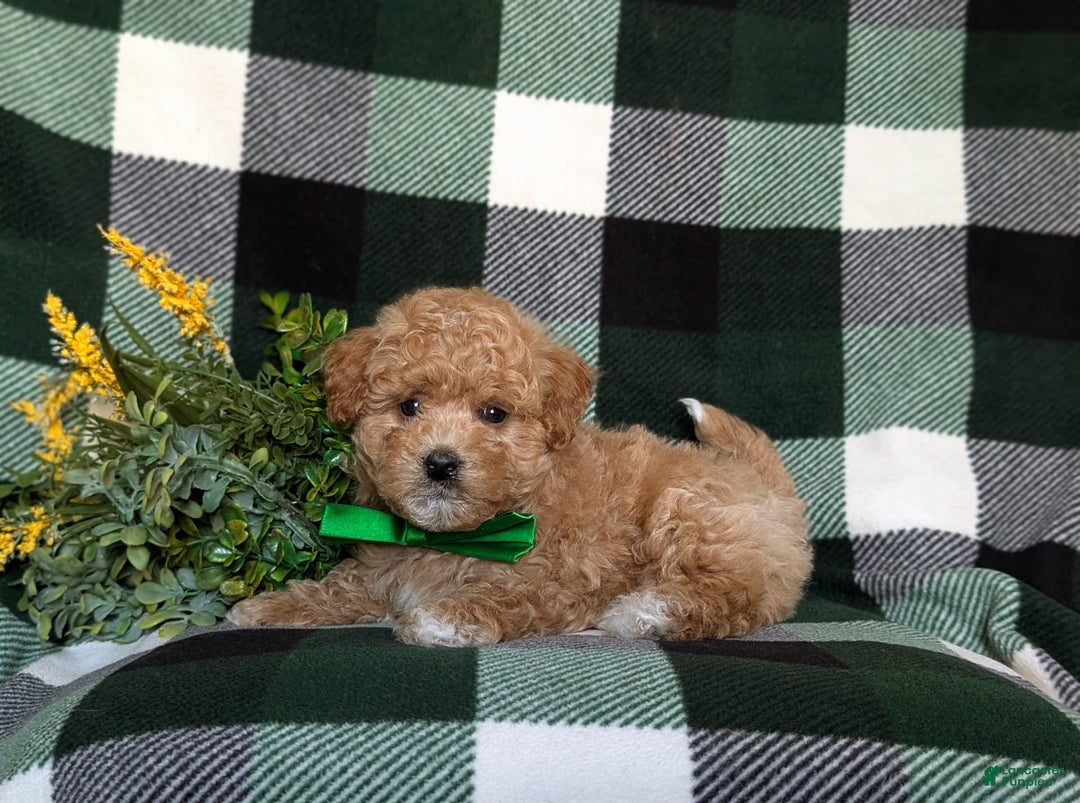 Maltipoo dogs for sale: Daine - Image 5