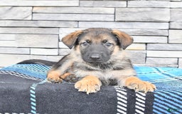 German Shepherd dogs for sale: Sport - Image 1