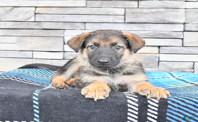 German Shepherd dogs for sale - Ad 2