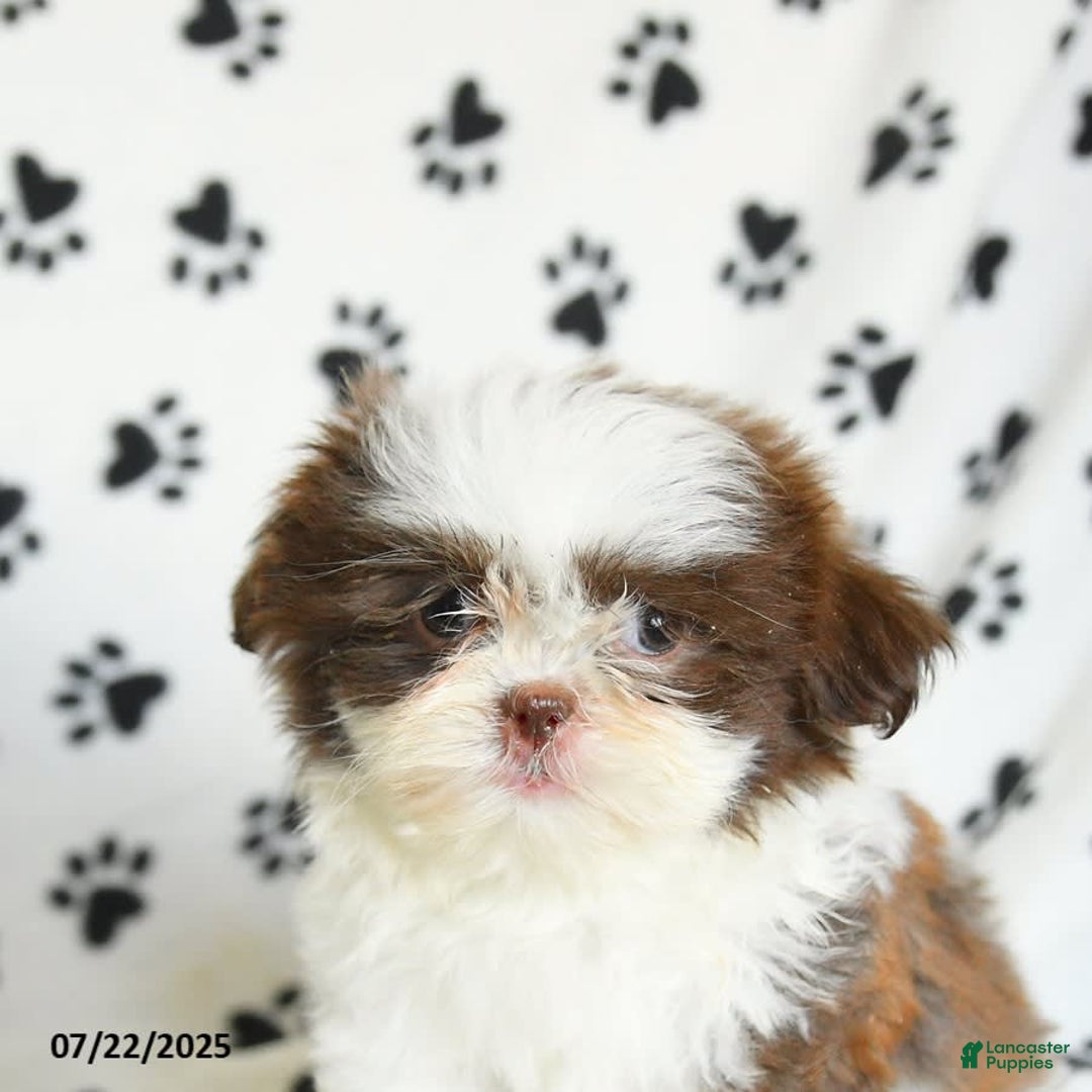 Shih Tzu dogs for sale: Felix - Image 5
