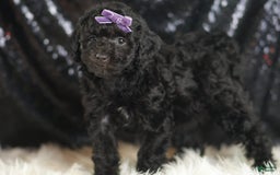 Mini Goldendoodle dogs for sale: Smiles - Image 4